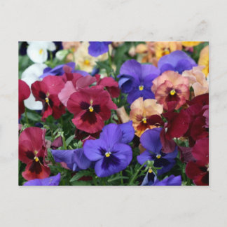 Postal Pansias multicolores