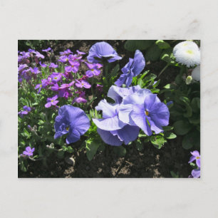 Postal Pansias Shy Purple