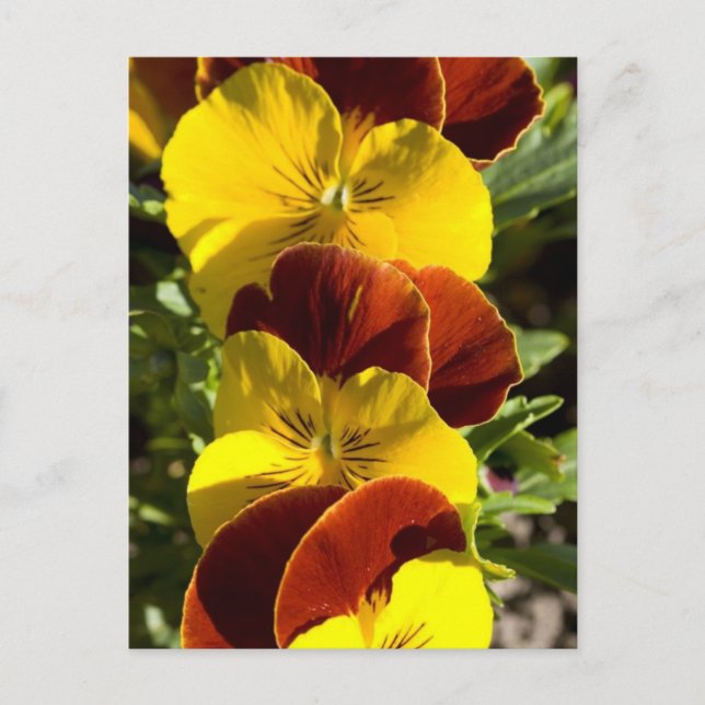 Postal Pansies (Anverso)