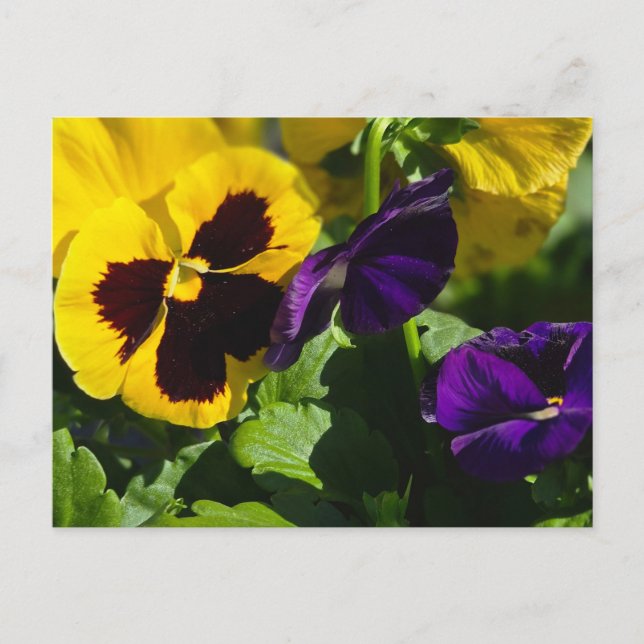 Postal Pansies (Anverso)