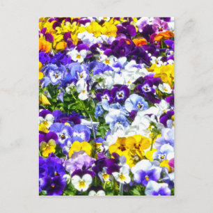 Postal Pansies