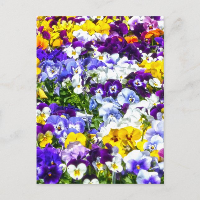 Postal Pansies (Anverso)