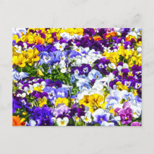 Postal Pansies