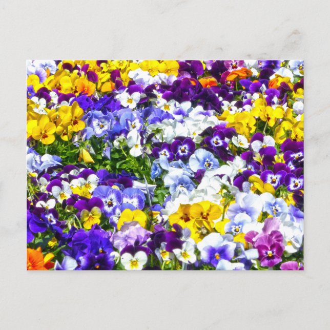 Postal Pansies (Anverso)