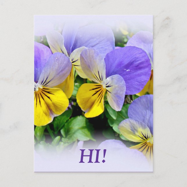 Postal Pansies - Amarillo morado (Anverso)