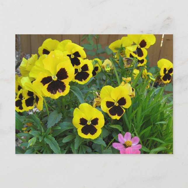 Postal Pansies amarillos (Anverso)