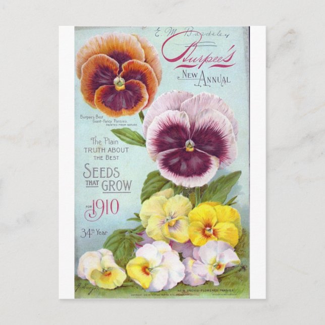 Postal Pansies de época (Anverso)