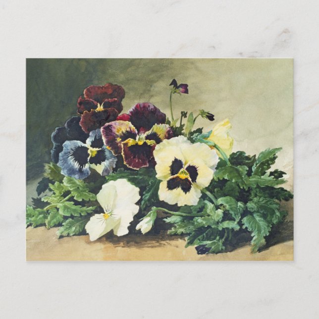Postal Pansies de invierno, 1884 (Anverso)