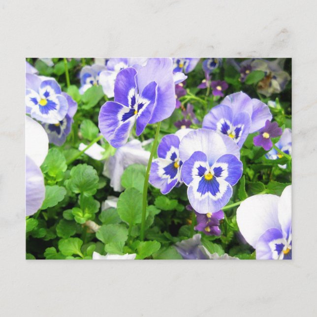 Postal Pansies de Marzo (Anverso)