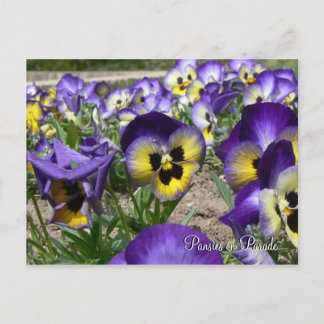 Postal Pansies en el desfile