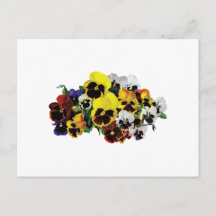 Postal Pansies mixtos