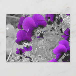 Postal Pansies morados y negros