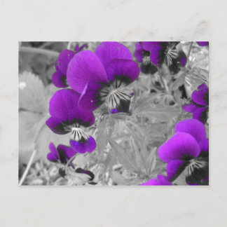 Postal Pansies morados y negros