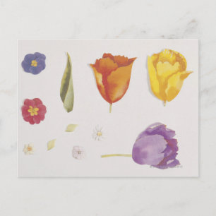 Postal Pansies y tulipanes