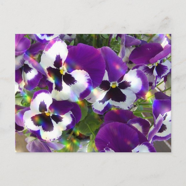 Postal Pansy (Anverso)