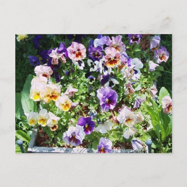 Postal Pansy Bed (Anverso)