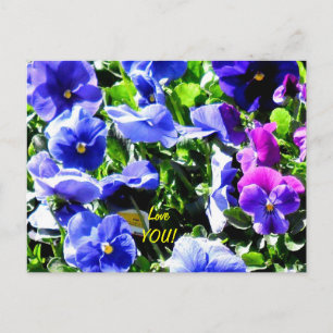 Postal Pansy desde el depósito de casa