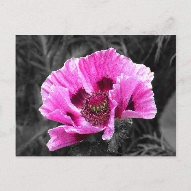 Postal Pansy Flower Purple Color Pop (Anverso)
