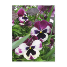 Postal Pansy Garden