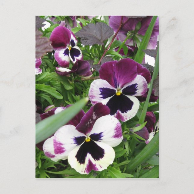 Postal Pansy Garden (Anverso)