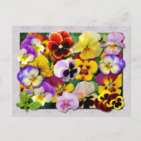 PANSY PATCHWORK