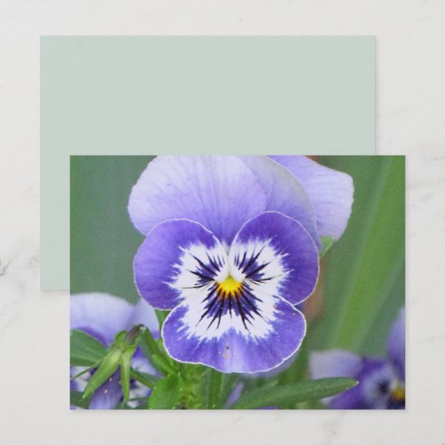 Postal Pansy personalizable (Anverso / Reverso)