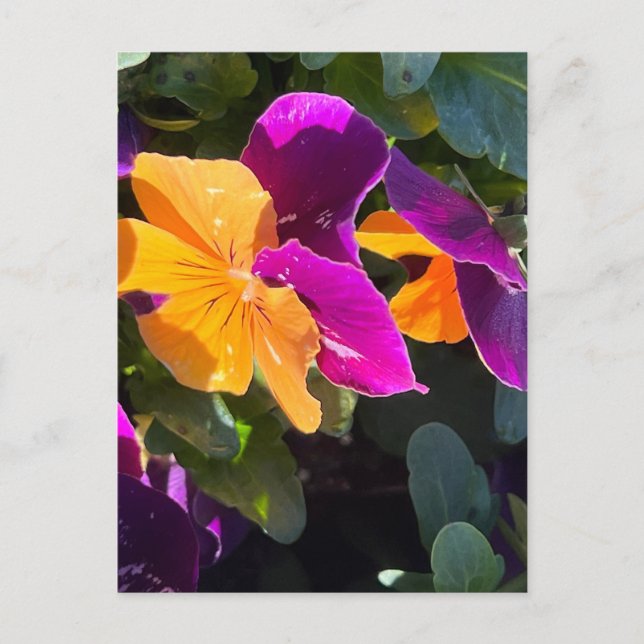 Postal Pansy Postcard Naranja y Purple (Anverso)