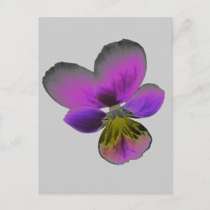 Postal Pansy Wild Dark Purple Postcard