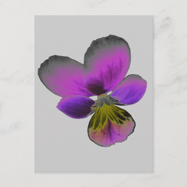 Postal Pansy Wild Dark Purple Postcard (Anverso)