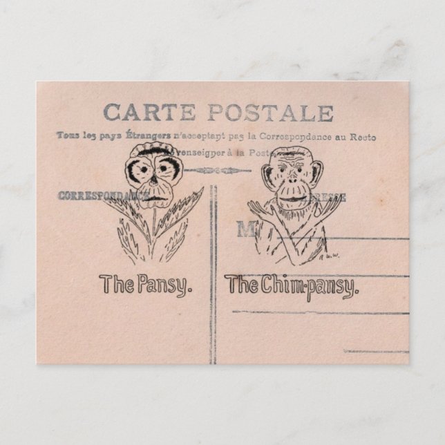 Postal Pansy y chimpancé Humor (Anverso)