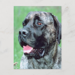 Postal Pantación de perros