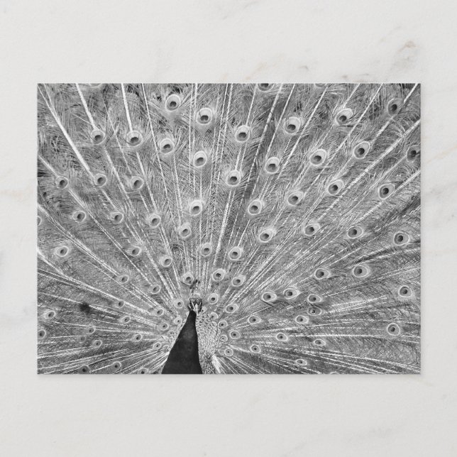 Postal Pantalla de paquetería en blanco y negro (Anverso)