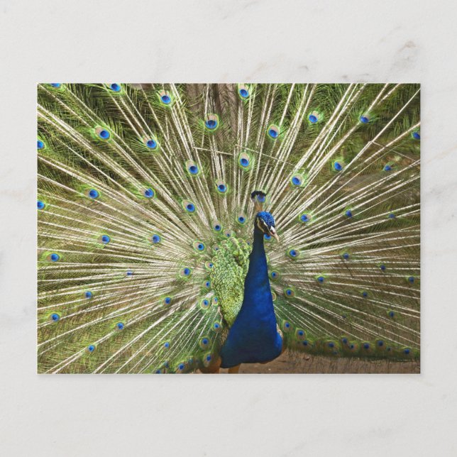 Postal Pantalla Peacock (Anverso)