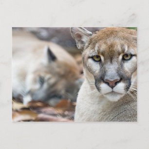 Postal Pantera de Florida