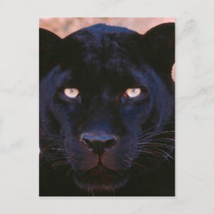 Postal Pantera negra