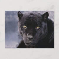 Pantera negra