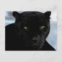 Pantera negra Panthera