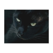 Pantera negra - Postcard