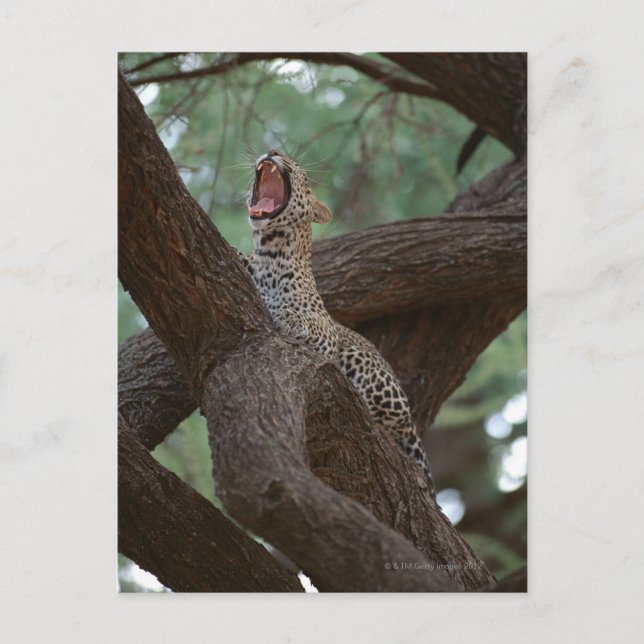 Postal Panther (Anverso)