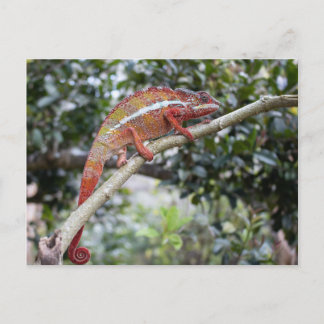 Postal Panther Chameleon