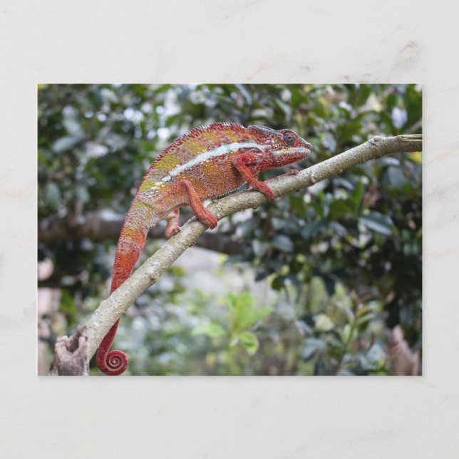 Postal Panther Chameleon (Anverso)