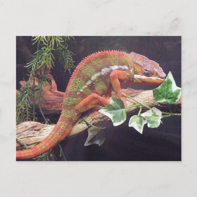 Postal Panther Chameleon (Anverso)