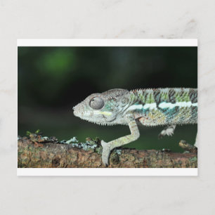 Postal panther chameleon