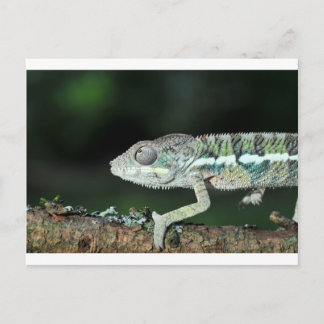 Postal panther chameleon