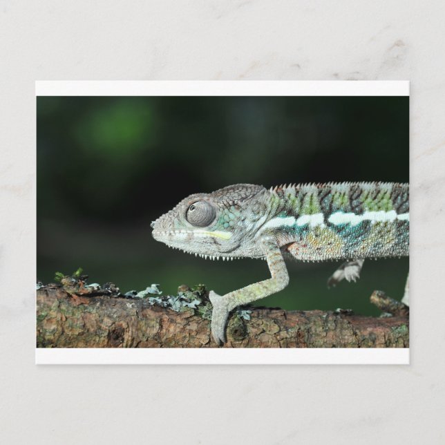 Postal panther chameleon (Anverso)