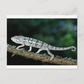 Postal panther chameleon