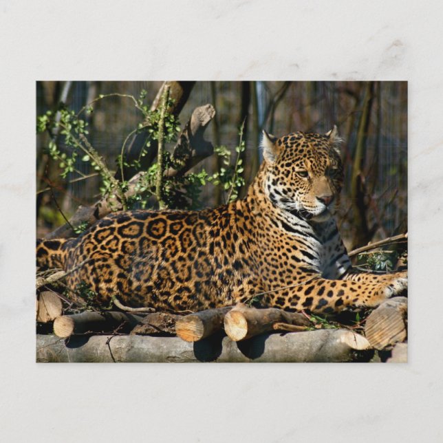 Postal Panthera Jaguar Postcard (Anverso)
