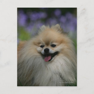 Postal Panting Panting