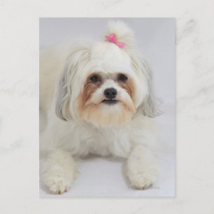Postal papa bichon con un arco rosado en su pelo