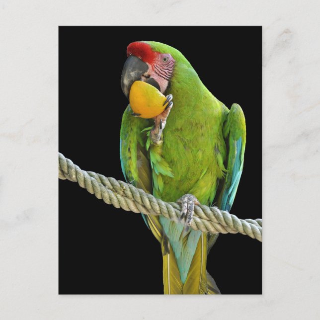 Postal Papagei - Postkarten (Anverso)